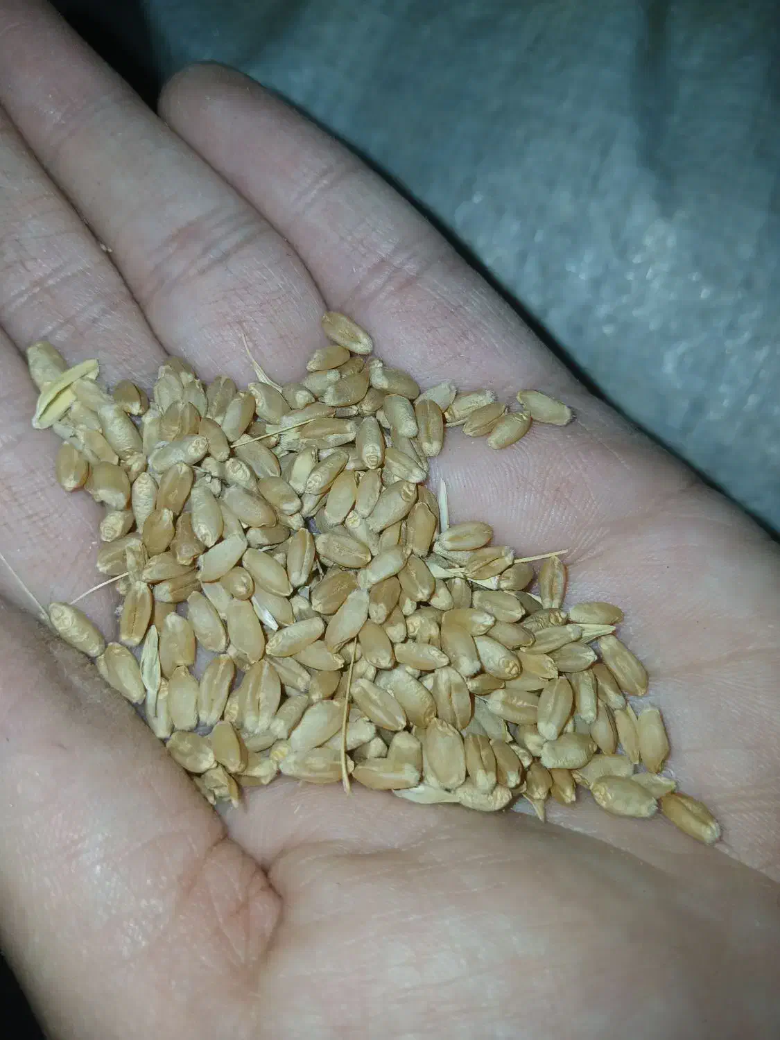 گندم|حراج|دزفول, |دیوار