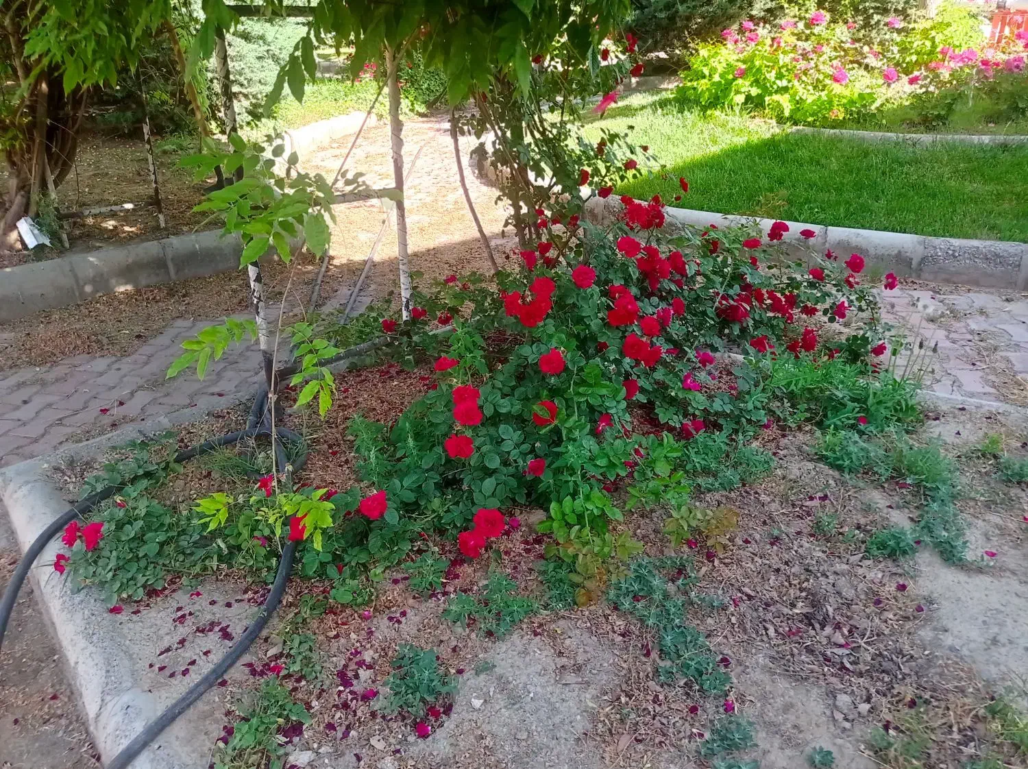 کلیه خدمات باغبانی و فضای سبز صفر تا صد|خدمات باغبانی و درختکاری|مشهد, فلسطین|دیوار