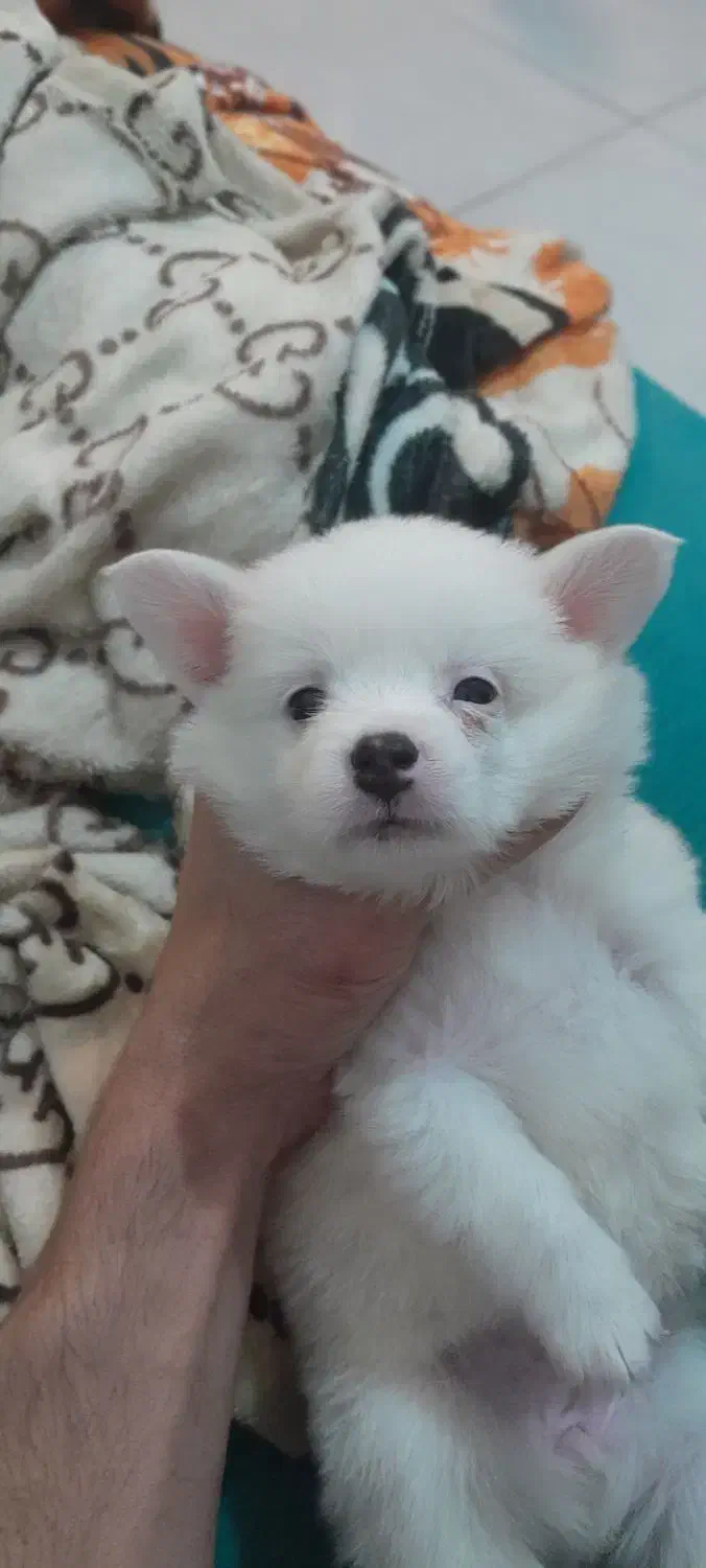 فروش توله پامر اشپیتز|سگ|لاهیجان, خمیر کلایه|دیوار