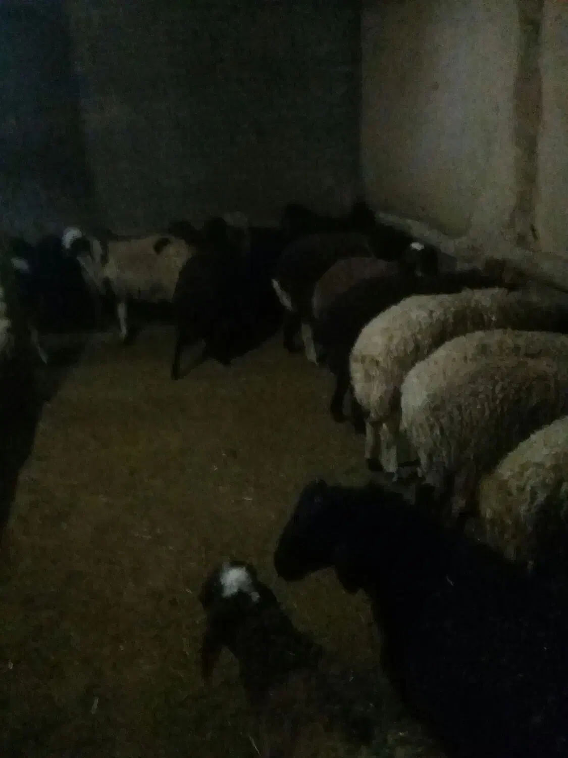 بره نر ماده|حیوانات مزرعه|بیرانوند, |دیوار