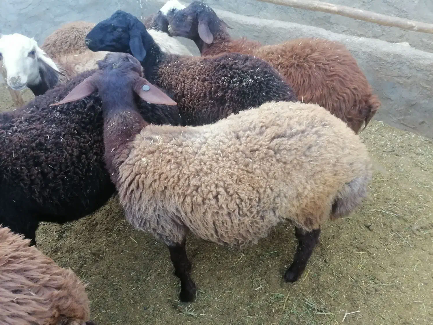 بره قوچ همو|حیوانات مزرعه|اسفراین, |دیوار