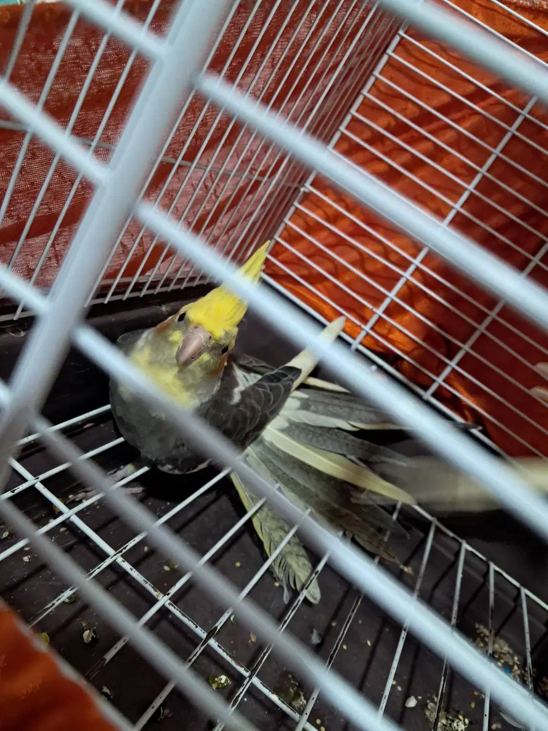 عروس هلندی خانگی|پرنده|رشت, آب آسیاب|دیوار