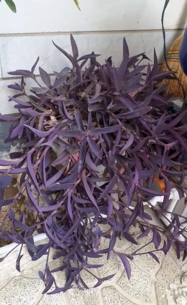 گل طبیعی حیاط و باغچه|گل و گیاه طبیعی|ورامین, ورامین|دیوار