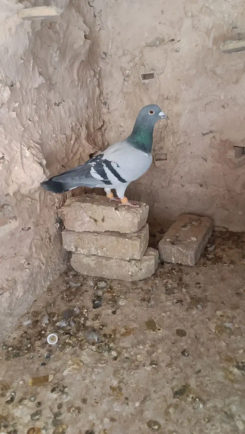 سبز خطی و طوقی زرد|پرنده|سبزوار, رباط|دیوار