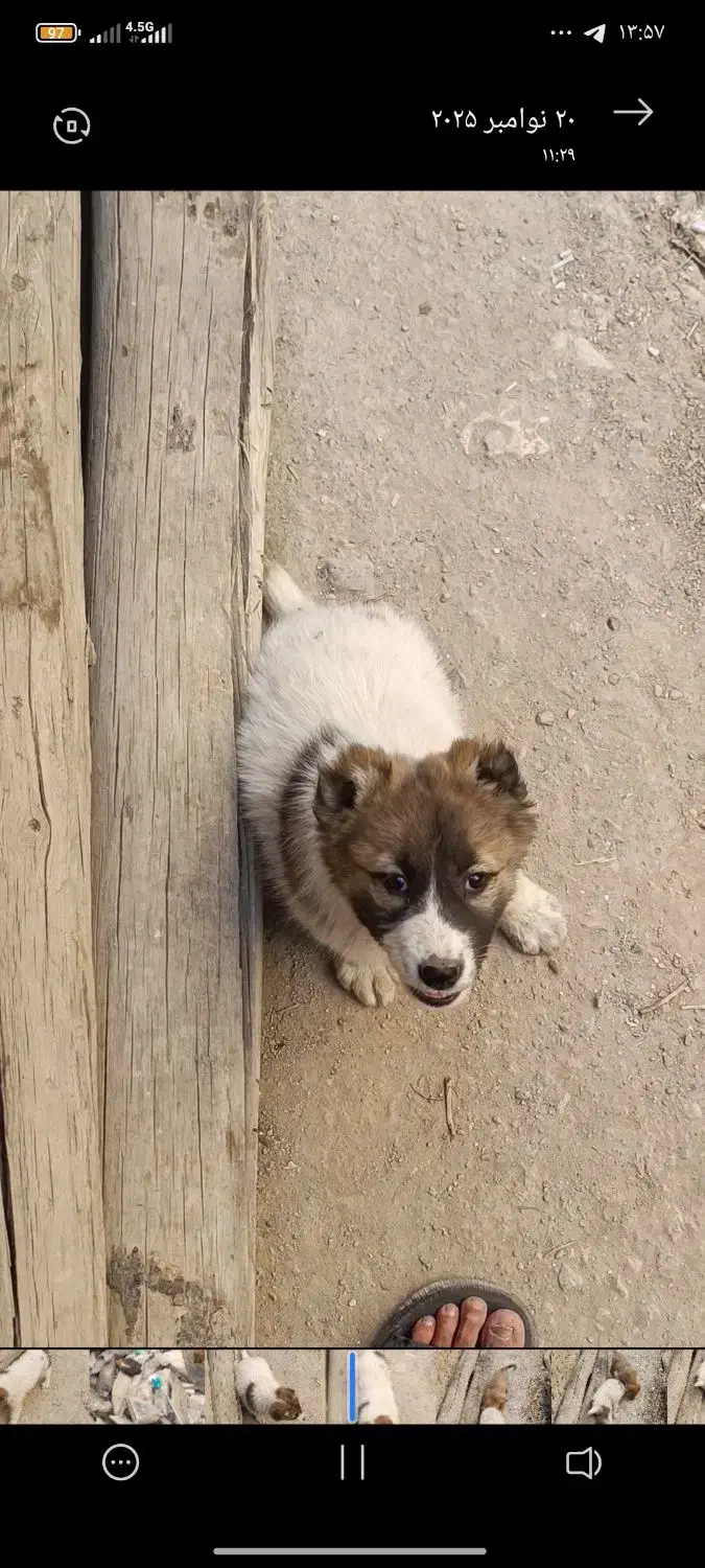 توله سگ|سگ|پاکدشت, پاکدشت (مامازند)|دیوار