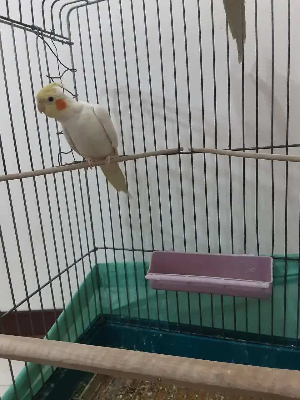 عروس هلندی|پرنده|کهریزک, |دیوار