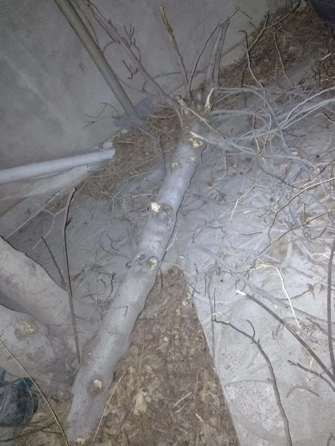 درخت|حراج|ورامین, ورامین|دیوار