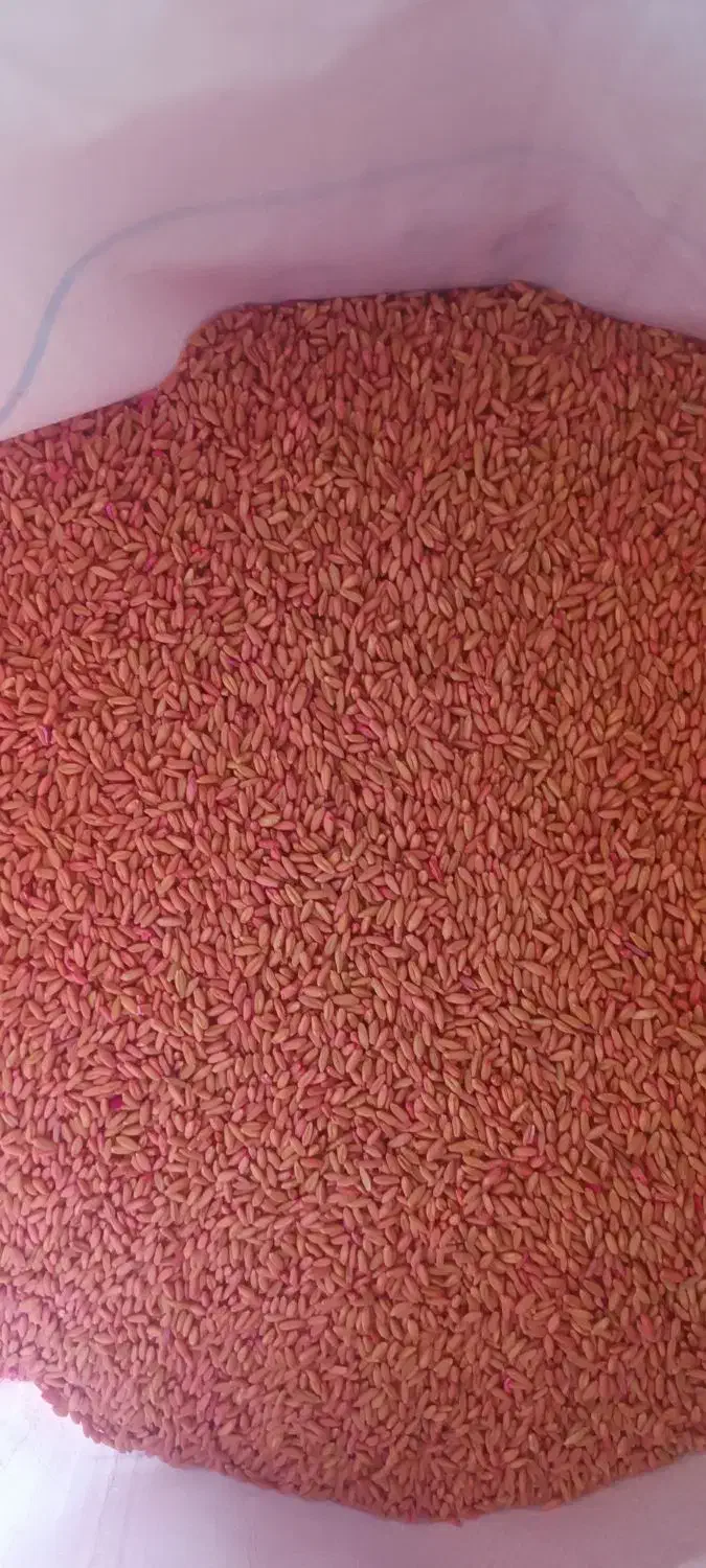 گندم بذری دیم|عمدهفروشی|سربند, |دیوار