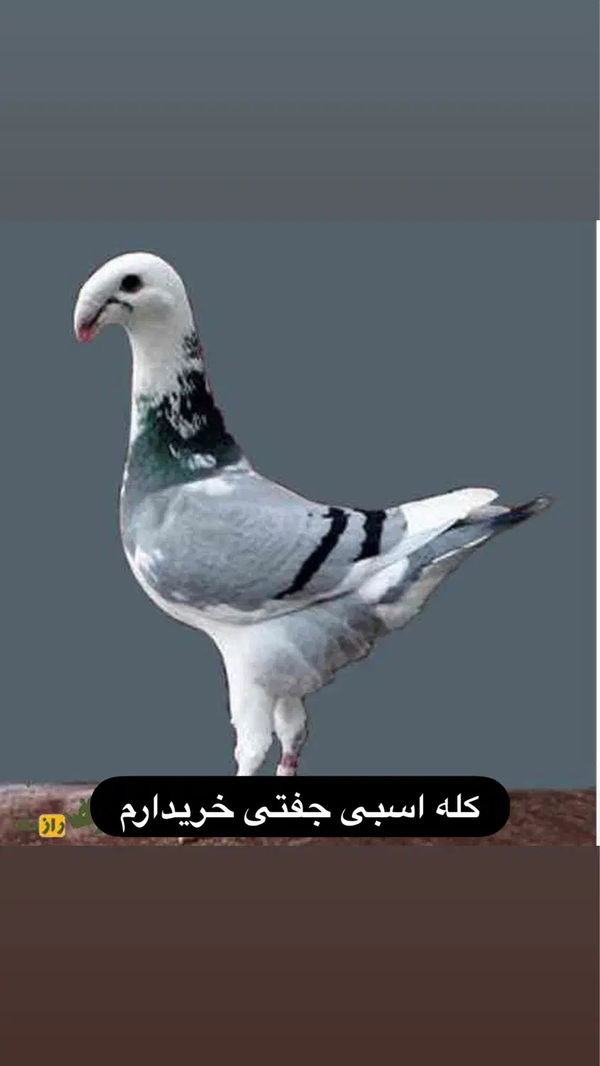 کله اسبی یا هومر|پرنده|سبزوار, امیر کبیر|دیوار