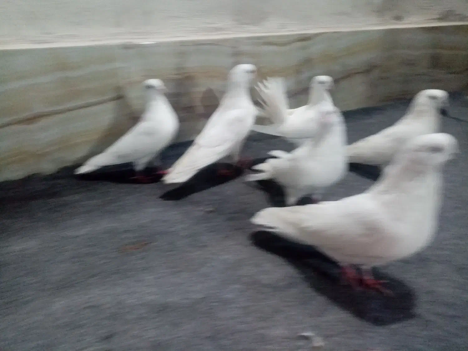 کبوترفروشی|حیوانات|ارومیه, |دیوار