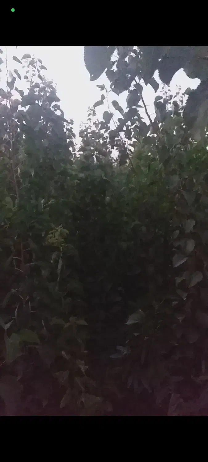 نهالستان|گل و گیاه طبیعی|میاندوآب, |دیوار