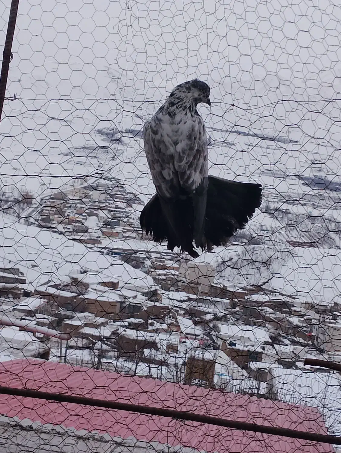 دو عدد گرگی تضمینی|حیوانات|مرند, |دیوار