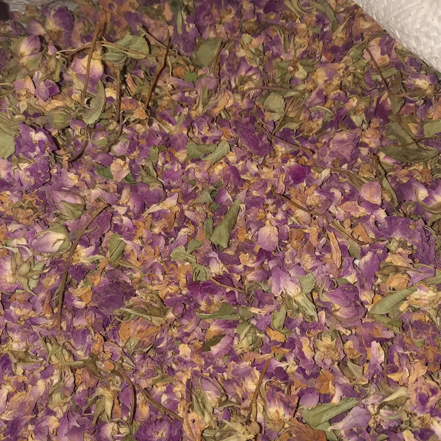 گل محمدی خوش عطر و ارگانیک|گل و گیاه طبیعی|قم, انسجام|دیوار