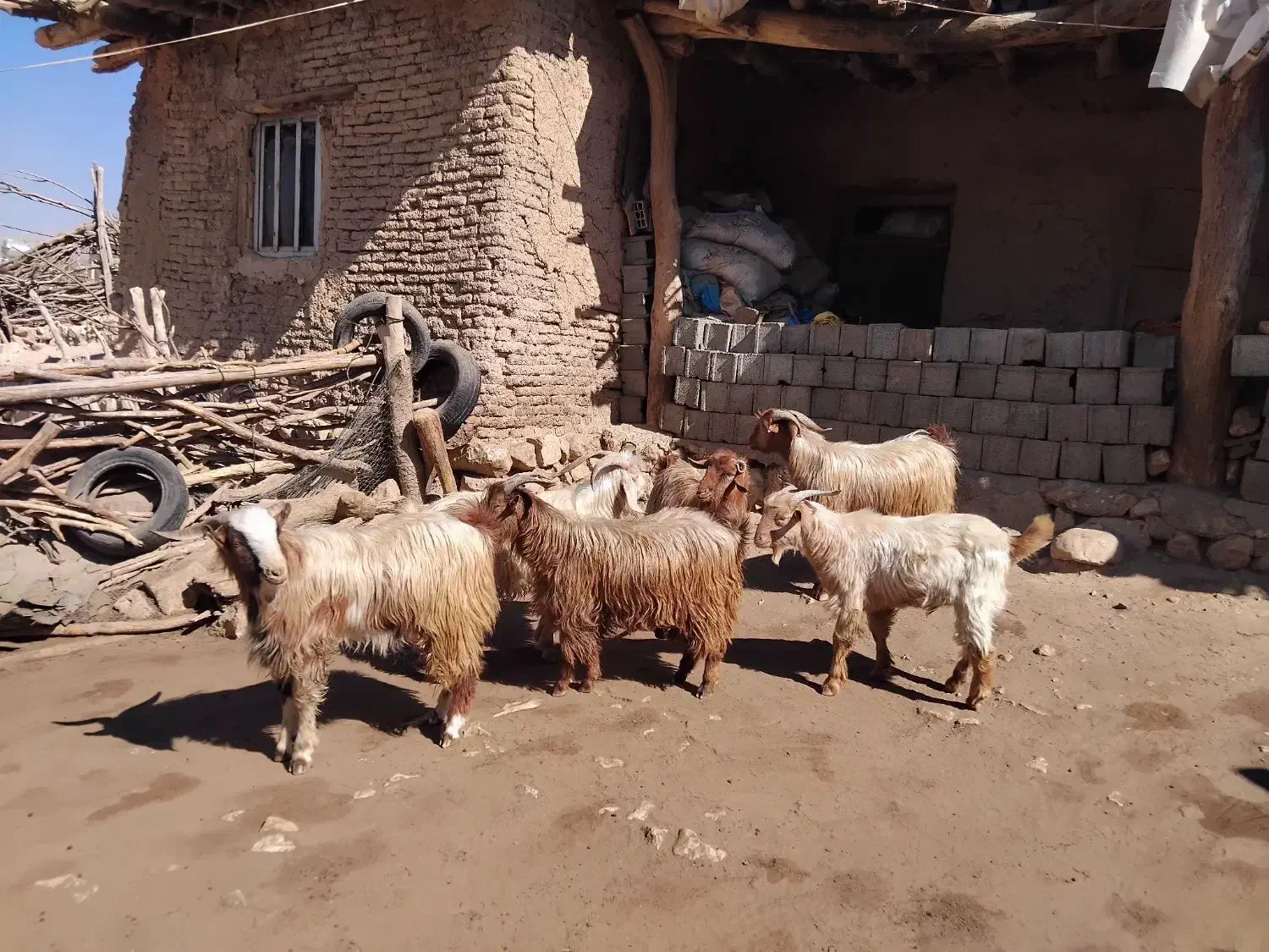 کهره نر، بره نر و قوچ فروشی|حیوانات مزرعه|چیتاب, |دیوار