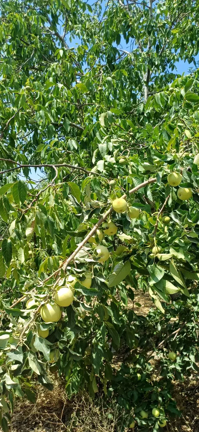 نهال فروشی رضادرخشان ارقام گردو بادام هلونهالستان|گل و گیاه طبیعی|زاینده رود, |دیوار