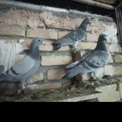 ماده پرشی|پرنده|تربت‌حیدریه, کلاته توکلی|دیوار