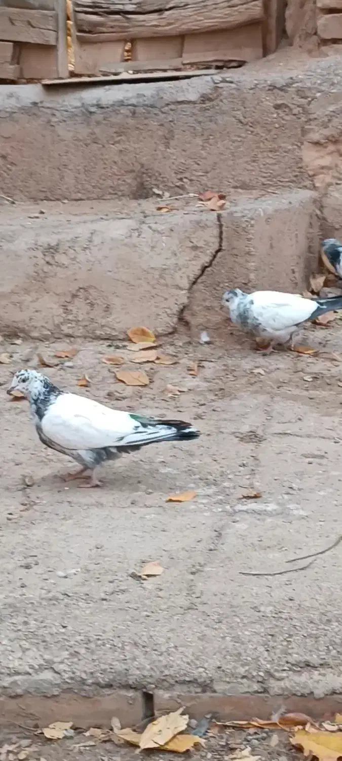 کبوتر پرشی اس|پرنده|مهدی شهر, |دیوار