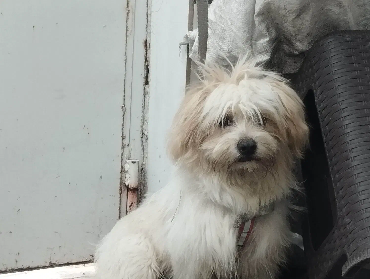 سگ شیتزو تریر نر|سگ|نظرآباد, رسالت|دیوار