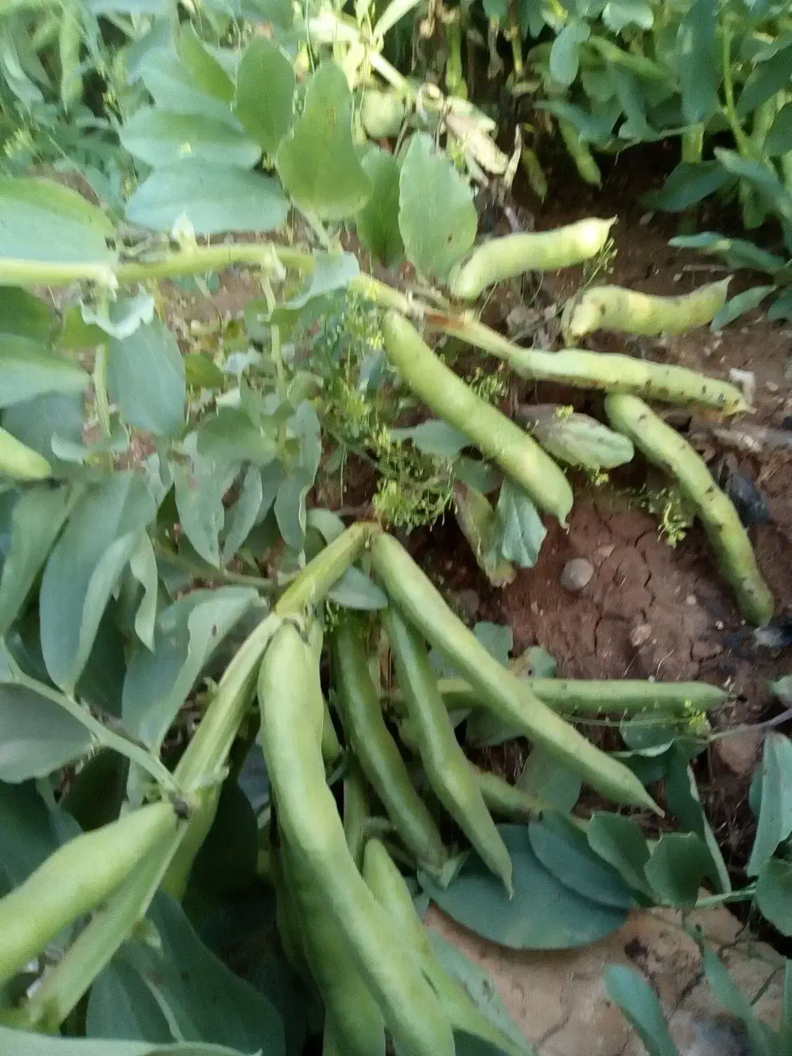 بذر باقله (باقالا) درجه یک یک،تضمینی،زودرس|گل و گیاه طبیعی|خرمآباد, |دیوار