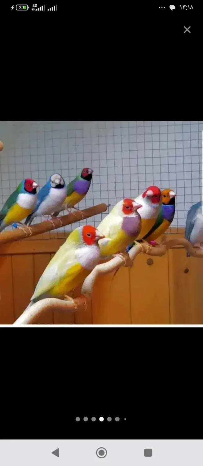 فنچ گلدین|پرنده|کرمان, |دیوار