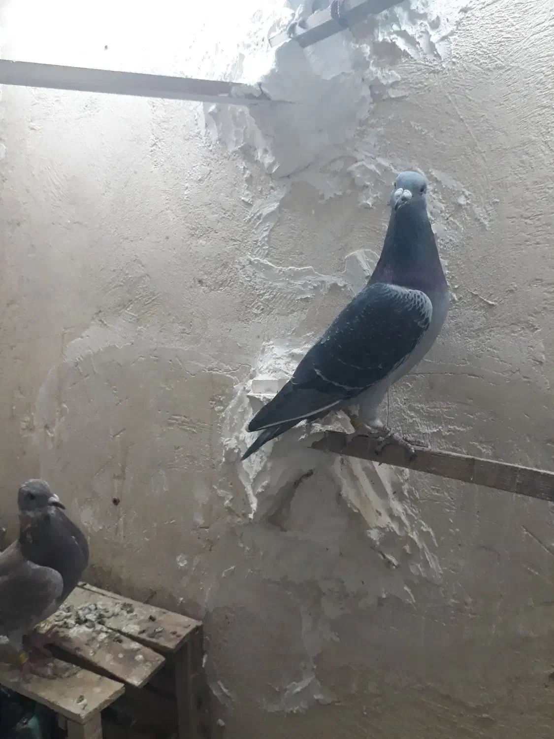 کفتر پلاکی|پرنده|خاوران, |دیوار