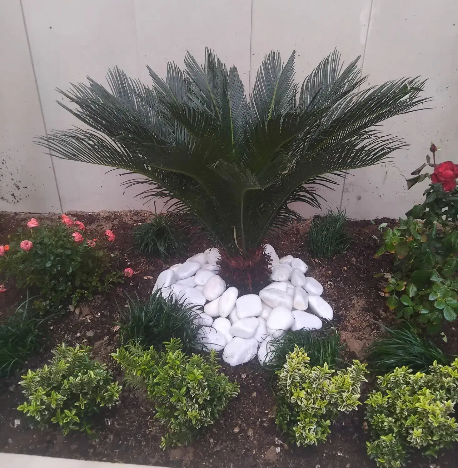 خدمات باغبانی گل گیاه آپارتمانی  گل کاری سمپاشی|خدمات باغبانی و درختکاری|تهران, تجریش|دیوار