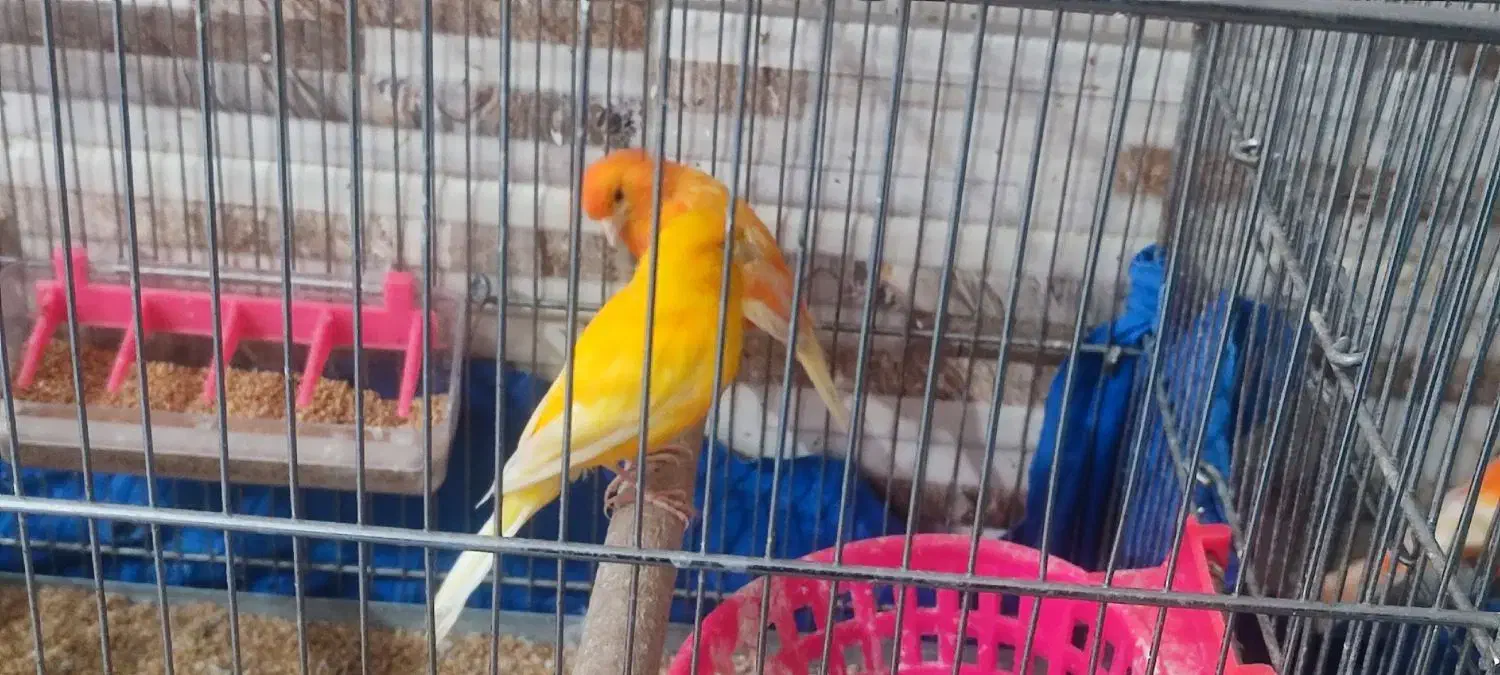 قناری رد فاکتور یه جفت نر ماده|پرنده|خرم‌آباد, |دیوار