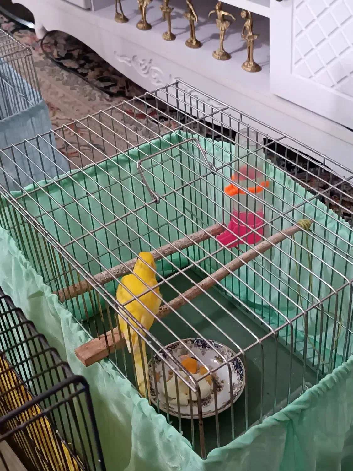 فروش ۸ عدد قناری و ماده آماده تخم گذاری|پرنده|اسلامشهر, مظفریه|دیوار