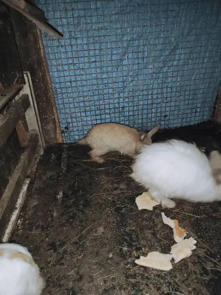 خرگوش سالم سرحال دونه 250|موش و خرگوش|نوشهر, |دیوار