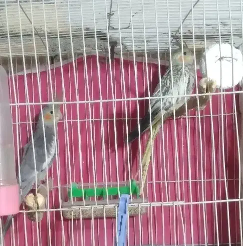 عروس هلندی|پرنده|مشهد, فرخد|دیوار