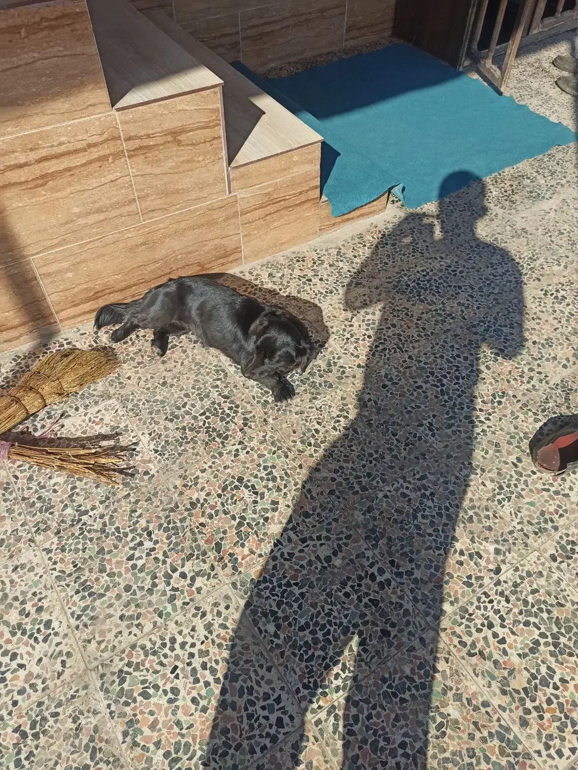 سگ پاکوتاه|سگ|رشت, شهرک قدس|دیوار