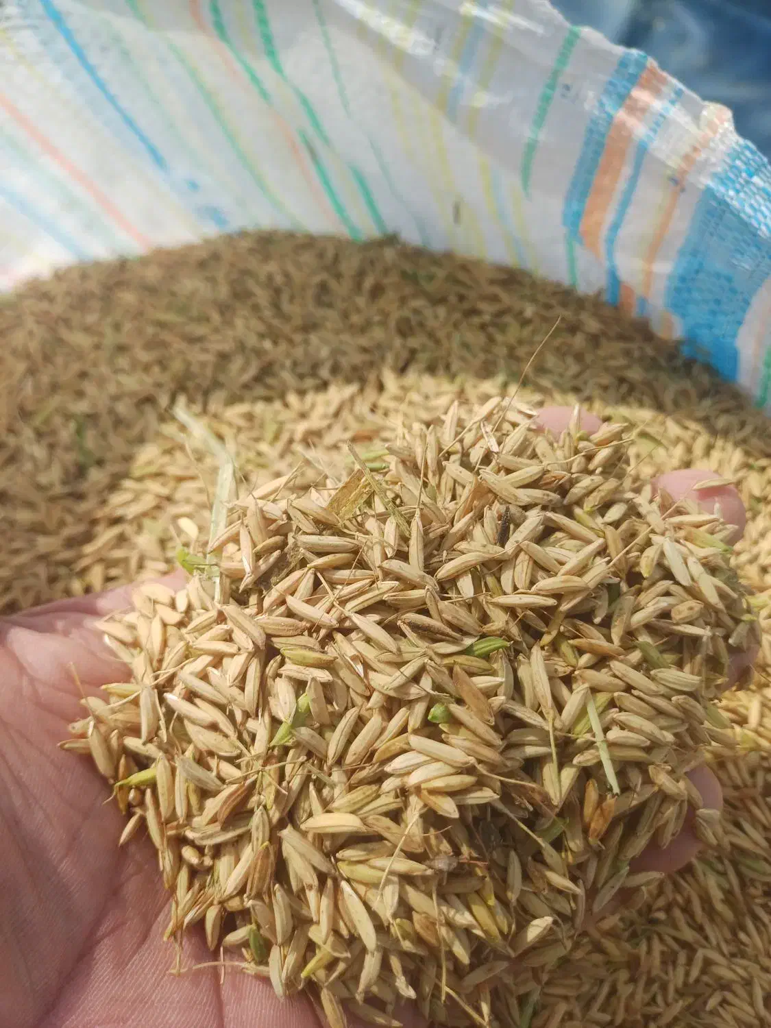 برنج طارم فریدونکنار کشت دوم خرید مستقیم از کشاورز|خوردنی و آشامیدنی|فریدونکنار, |دیوار