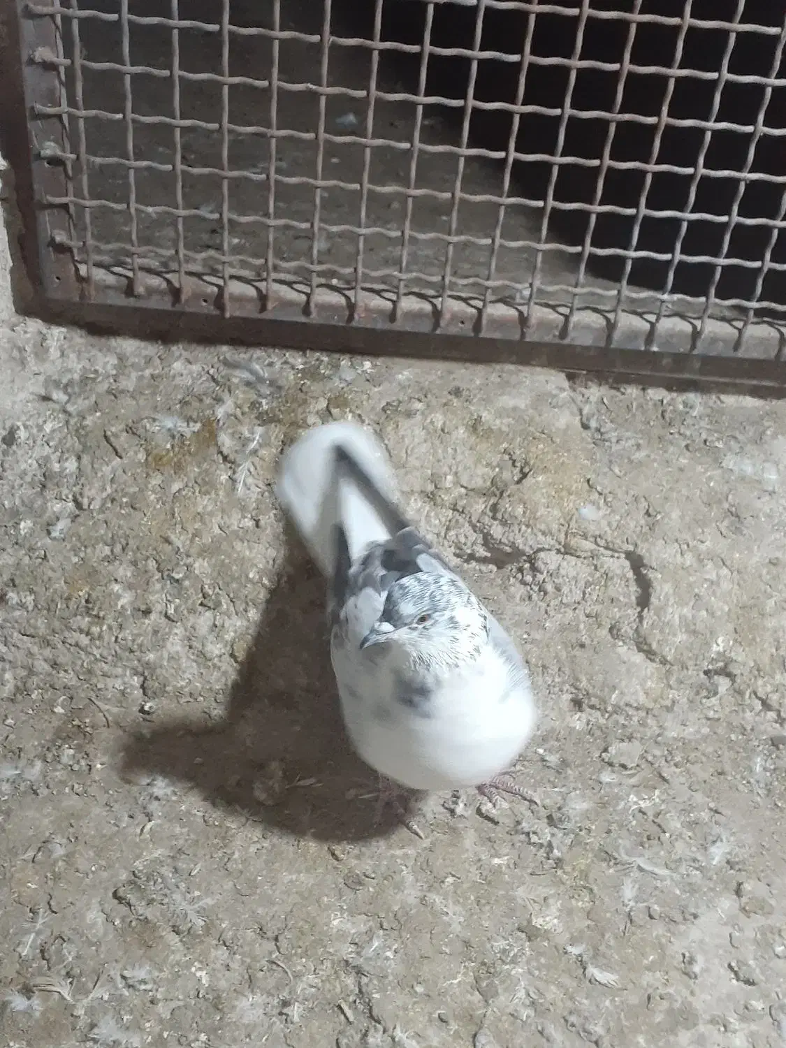 کفتر قاره دم سفید|پرنده|سراب, |دیوار