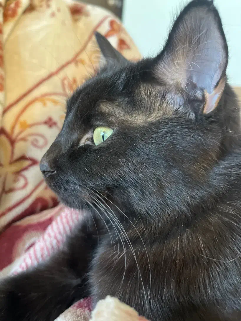 گربه گمشده|حیوانات|اصفهان, مصلی|دیوار