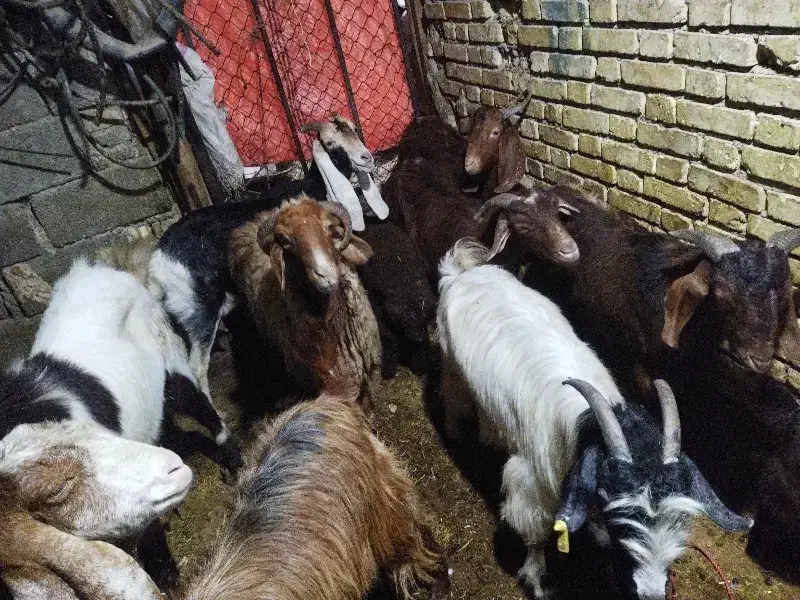 بز نر وماده|حیوانات مزرعه|بندر ماهشهر, |دیوار