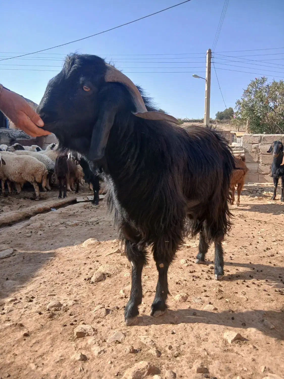 بز نر یا ساوین|حیوانات مزرعه|گیلان غرب, |دیوار