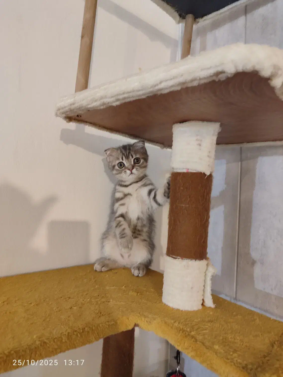 بچه گربه اسکاتیش|گربه|ارومیه, |دیوار