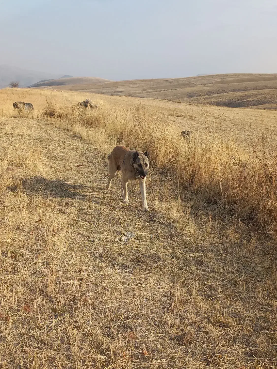 سگ سرابی|سگ|سلماس, |دیوار