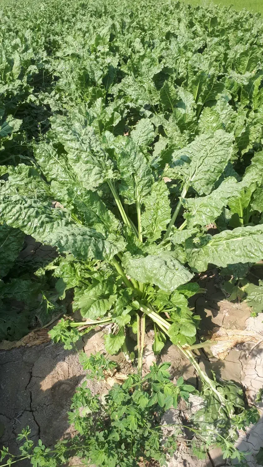 چغندر قند|خوردنی و آشامیدنی|سیلاخور, |دیوار