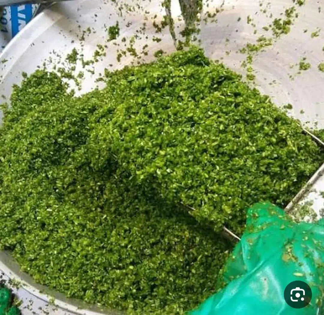 انواع سبزی ماهی اشی خورشتی و شوید خردشده|خوردنی و آشامیدنی|بندر گناوه, |دیوار