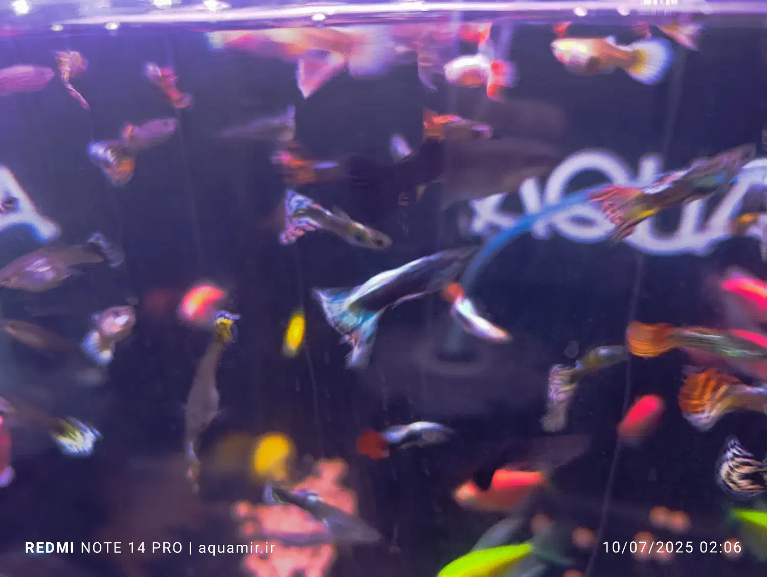 فروش گوپی میکس نر و ماده|ماهی|کرمان, |دیوار