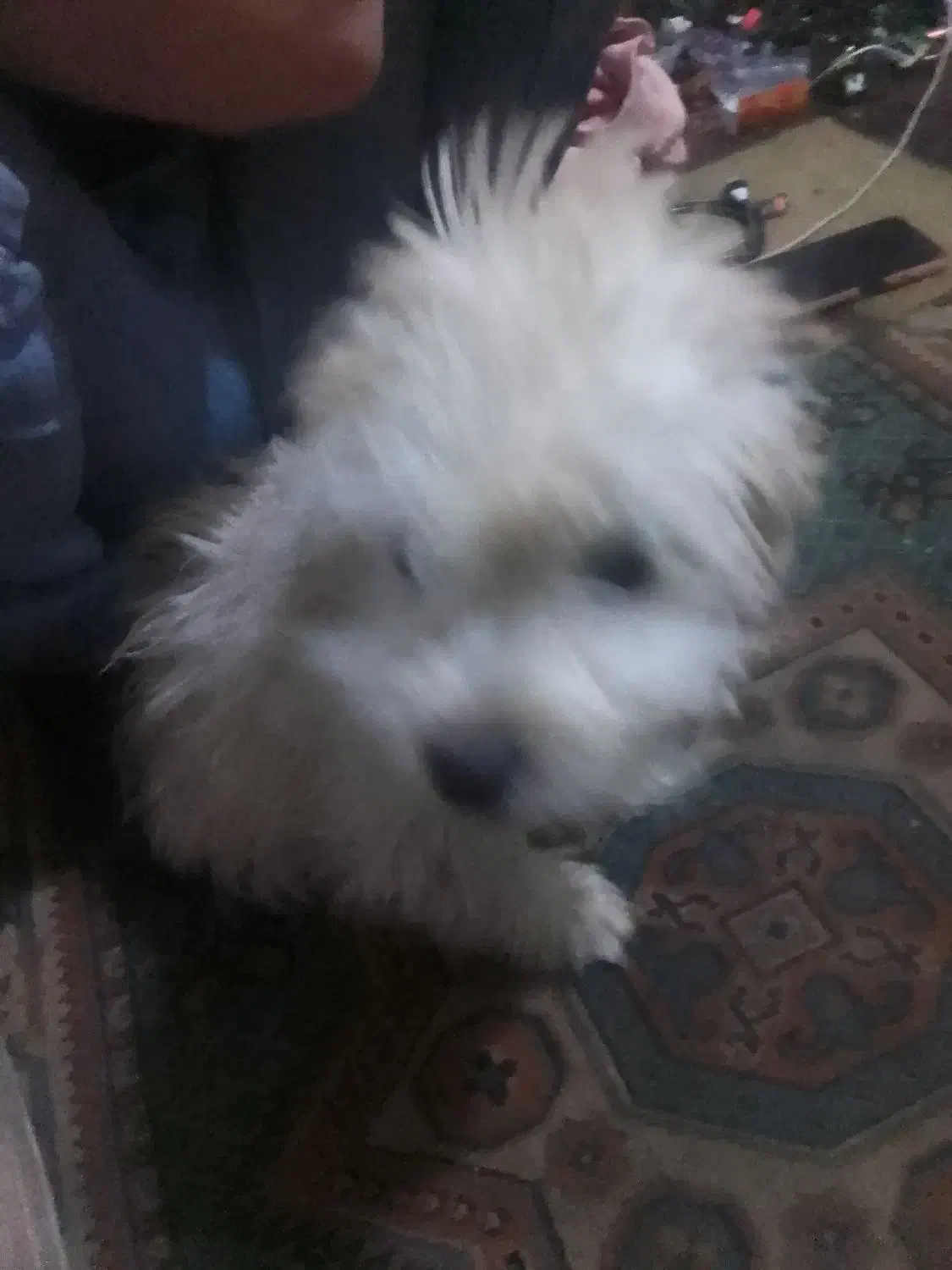 سگ شیتزونروماده 3ماهشپرشده|سگ|نجف‌آباد, امیرآباد|دیوار