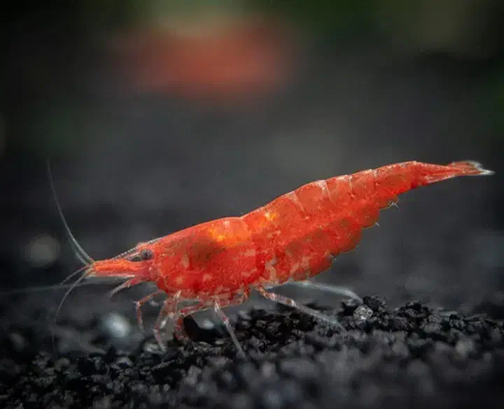 میگو|ماهی|سهند, |دیوار