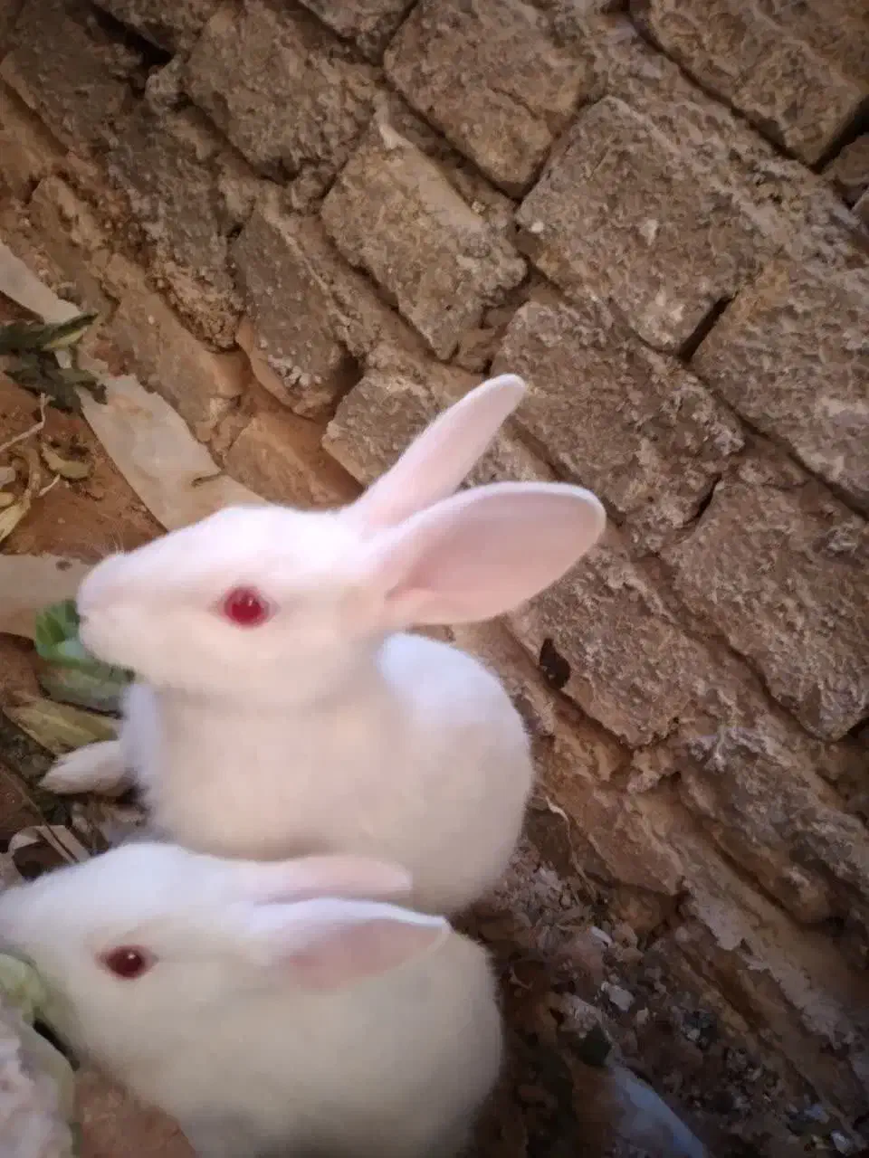 خرگوش۱ماهه|موش و خرگوش|یزد, |دیوار