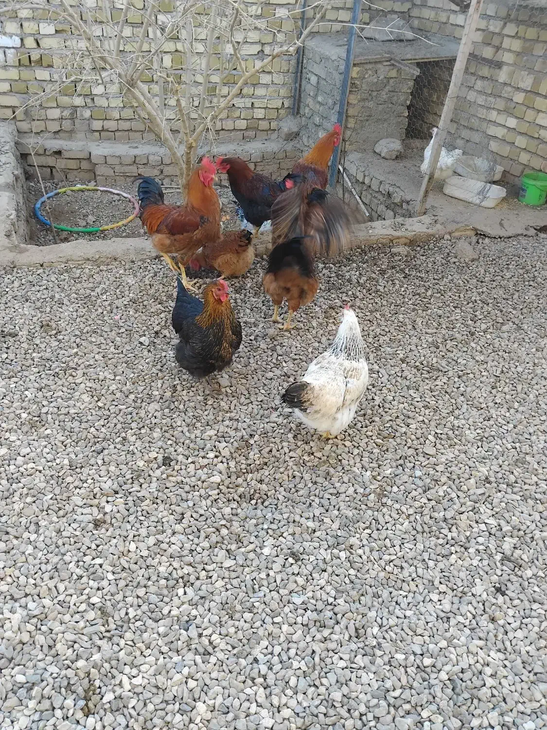 مرغ محلی تخم گذار ۷ ماه جوان فروشی|حیوانات مزرعه|تاکستان, |دیوار