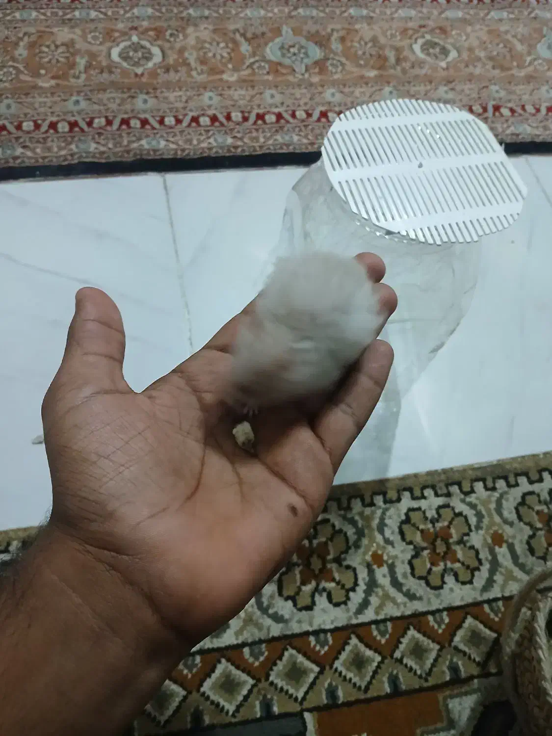 همستر|موش و خرگوش|قلعه قاضی, |دیوار