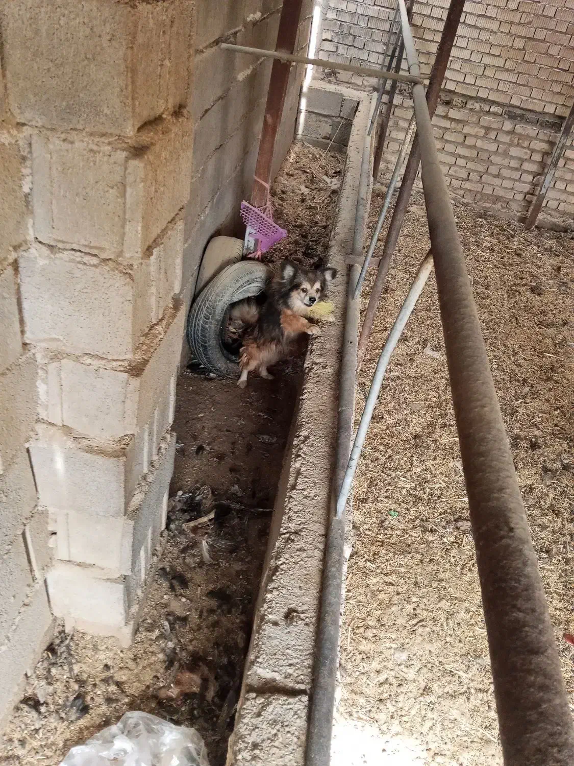 سگ پامرانین|سگ|داراب, |دیوار