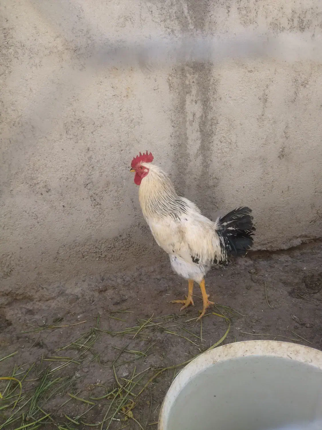 خروس|حیوانات مزرعه|الیگودرز, |دیوار