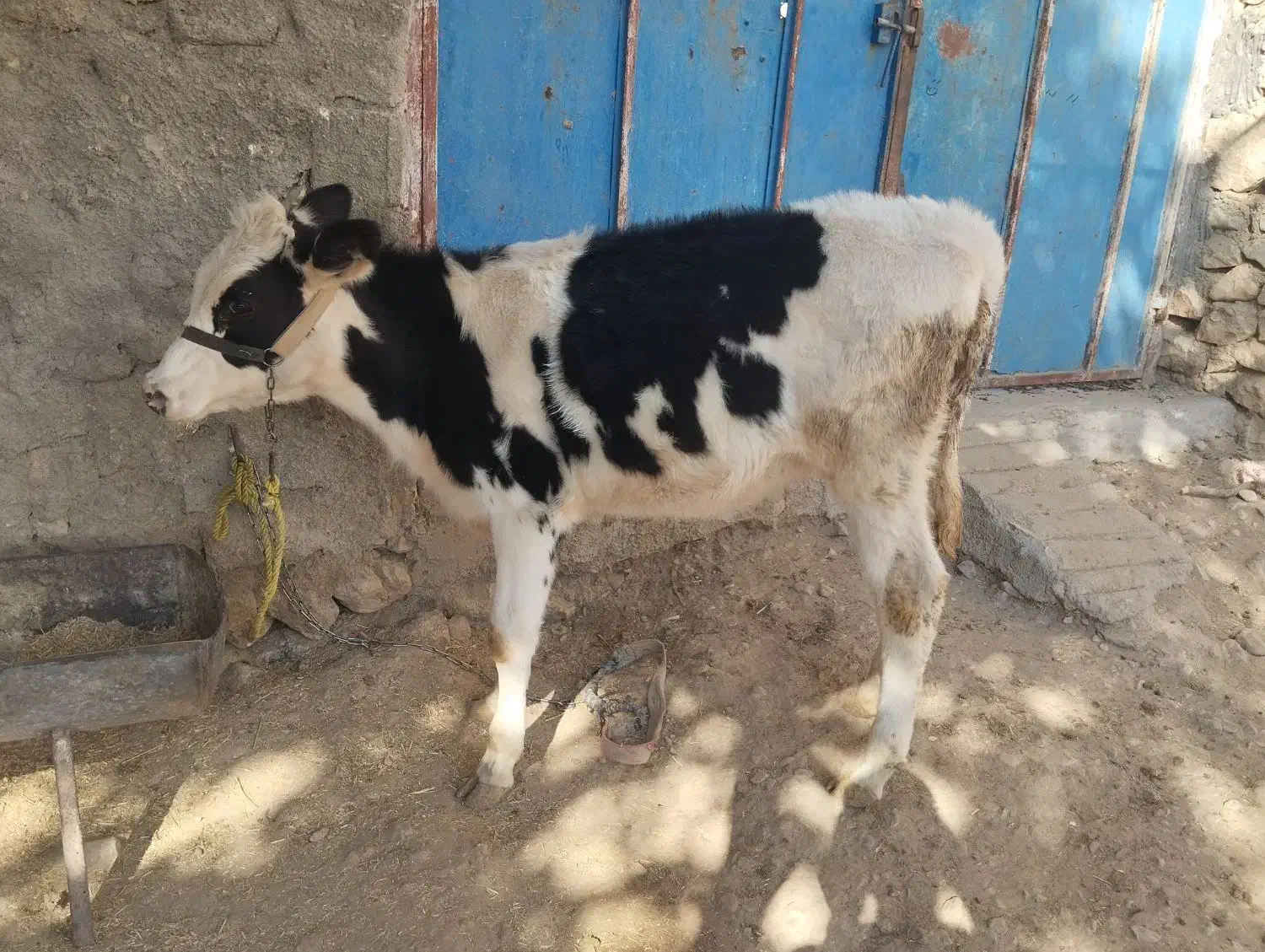 گوساله ماده|حیوانات مزرعه|دهدشت, |دیوار