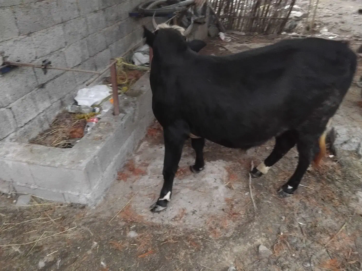 ورزاکوله|حیوانات مزرعه|رشت, لاکان شهر|دیوار